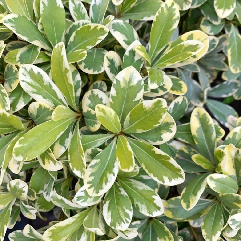 Pitósporo Tobira Enano Variegado bol 25 Vivero Multiplant