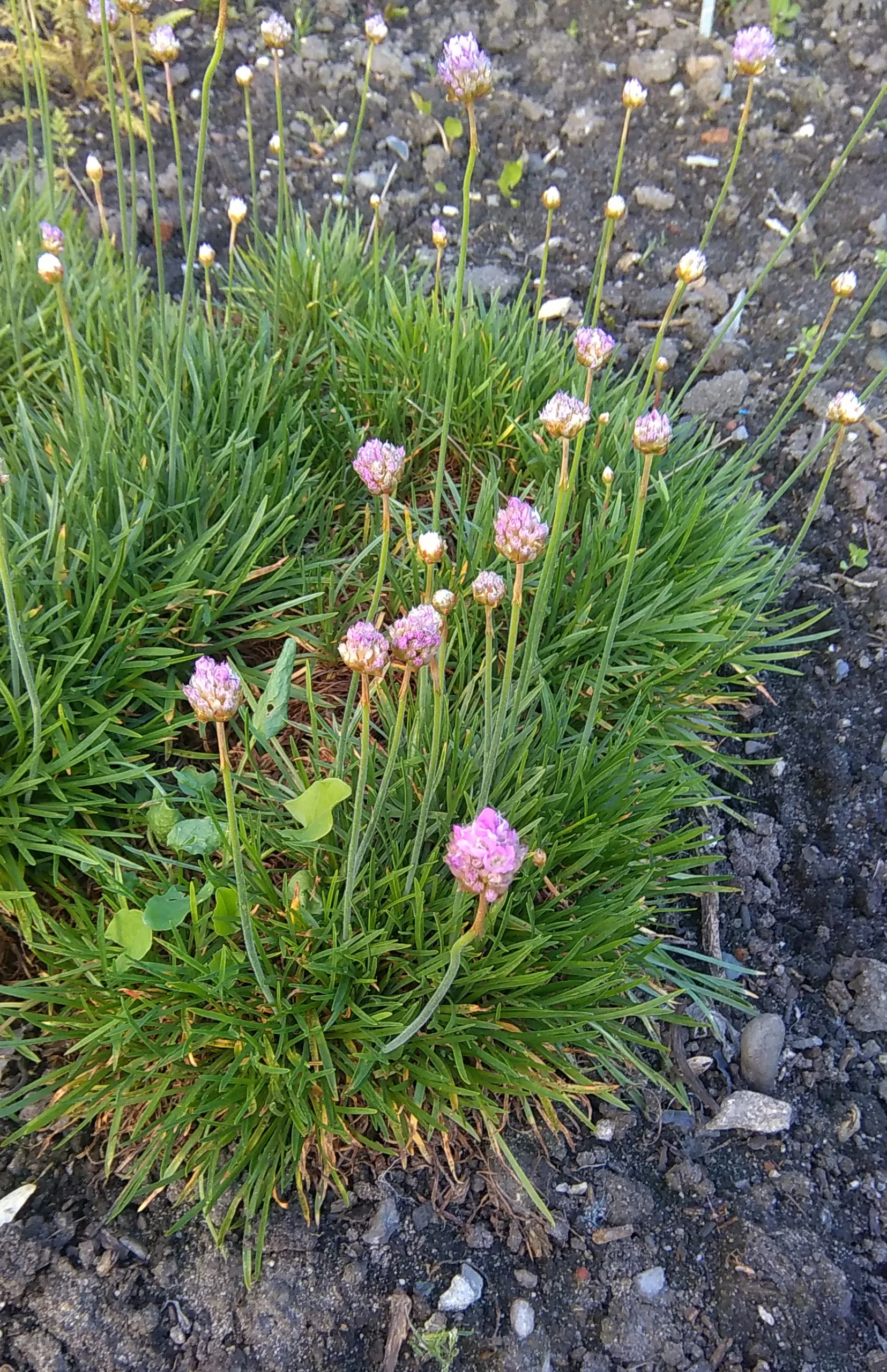 Armeria Pseudoarmeria Mac Vivero Multiplant