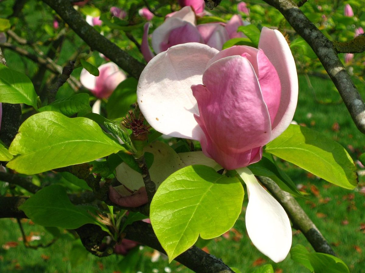 Magnolio Soulangeana bol-45 | Vivero Multiplant