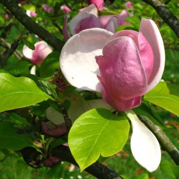 MAGNOLIO SOULANGEANA Vivero Multiplant