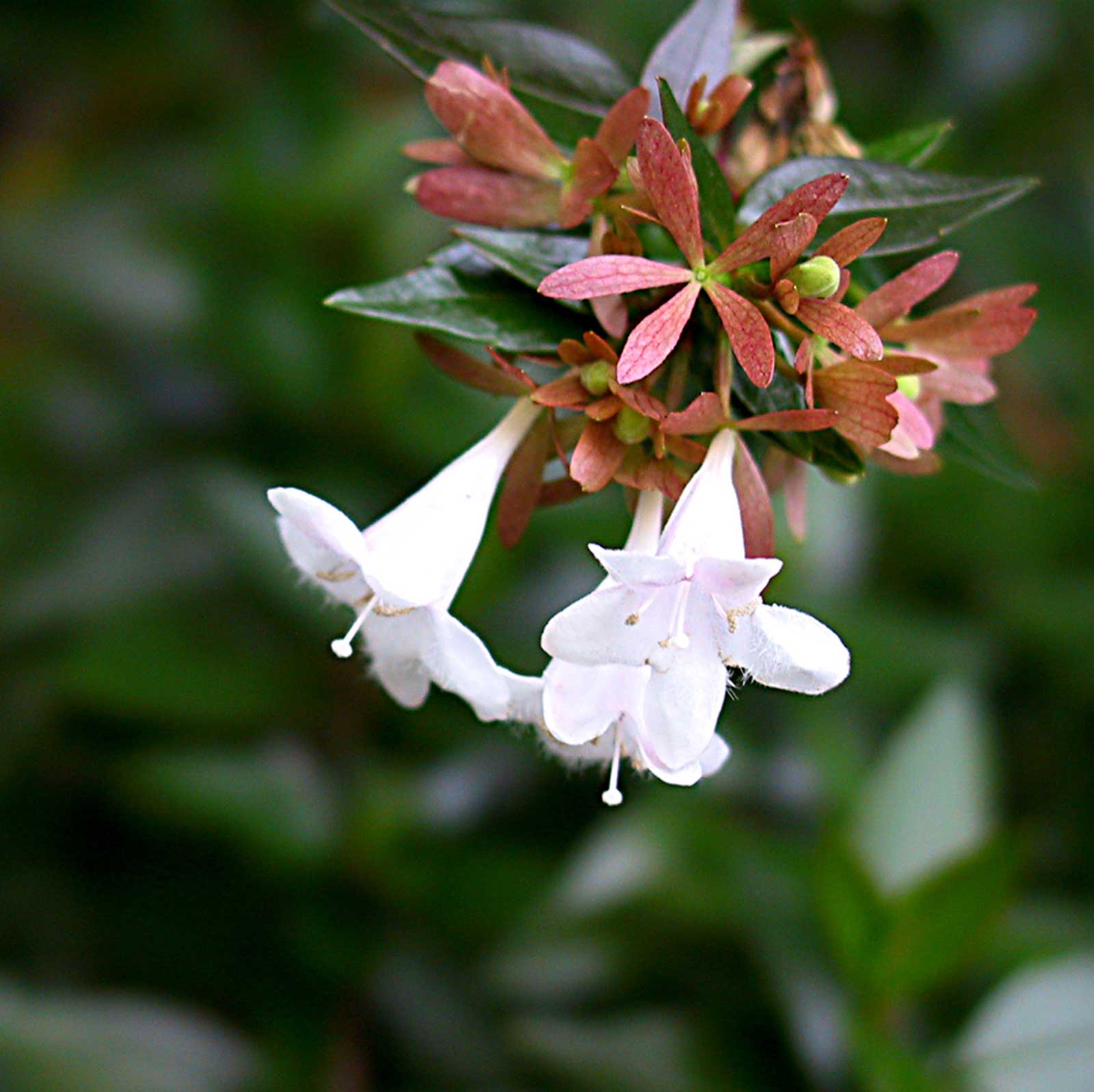 Abelia Mac Vivero Multiplant