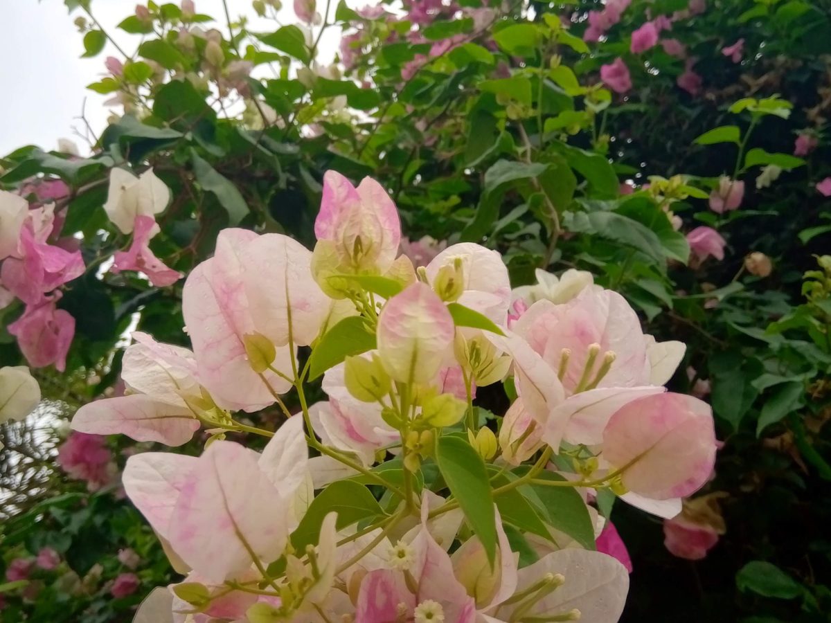 Bougainvilleas | Vivero Multiplant