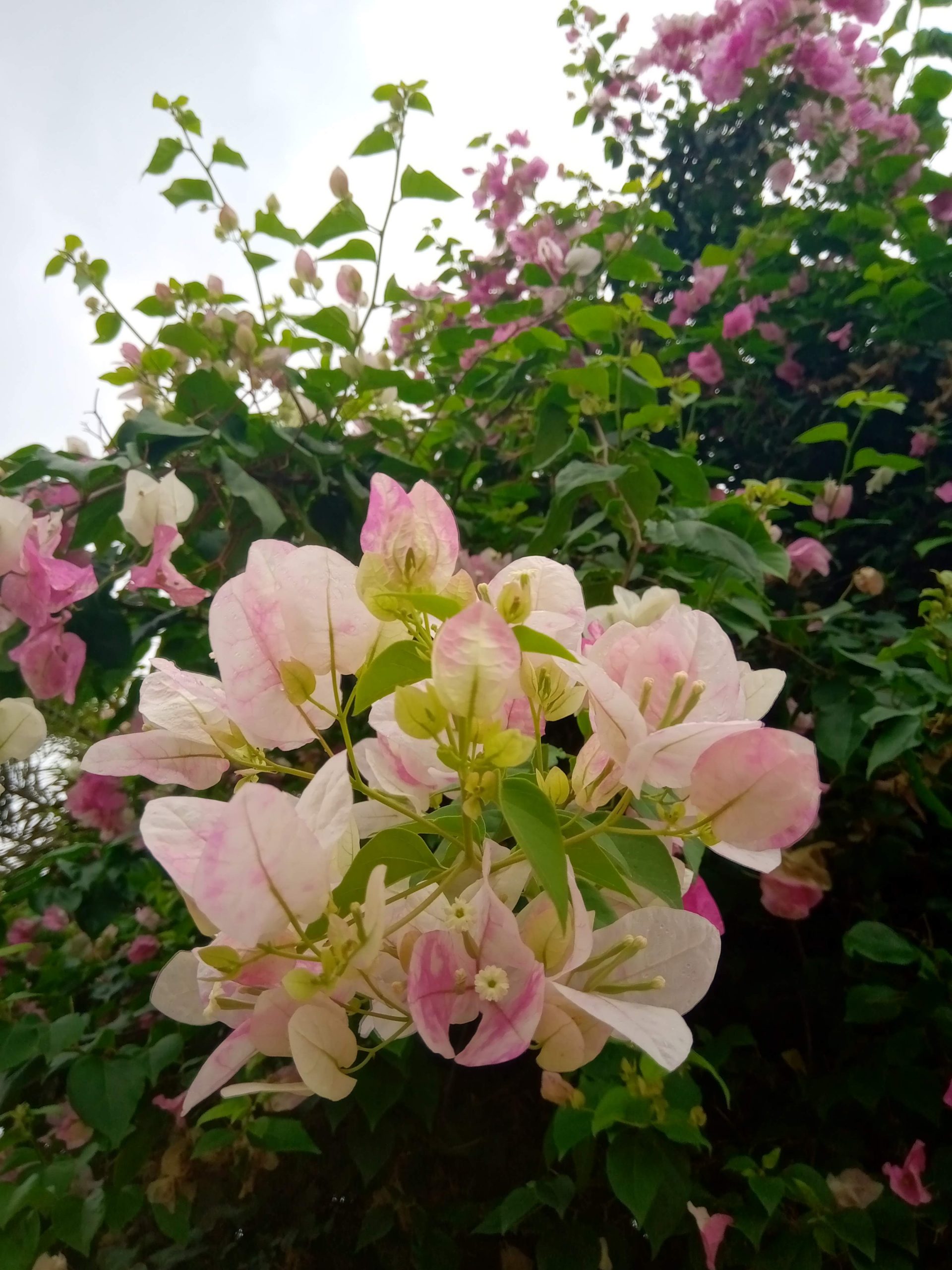 Bougainvilleas | Vivero Multiplant