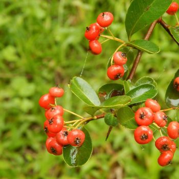 Crataegus | Vivero Multiplant