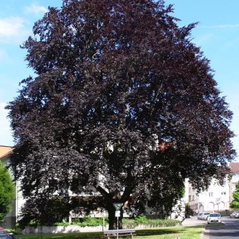 Fagus Sylvatica Purpurea Vivero Multiplant