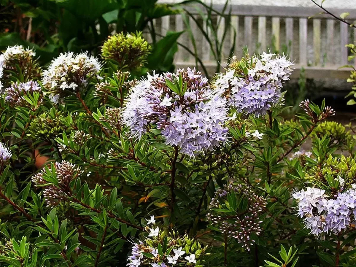 variedades de nandina enana