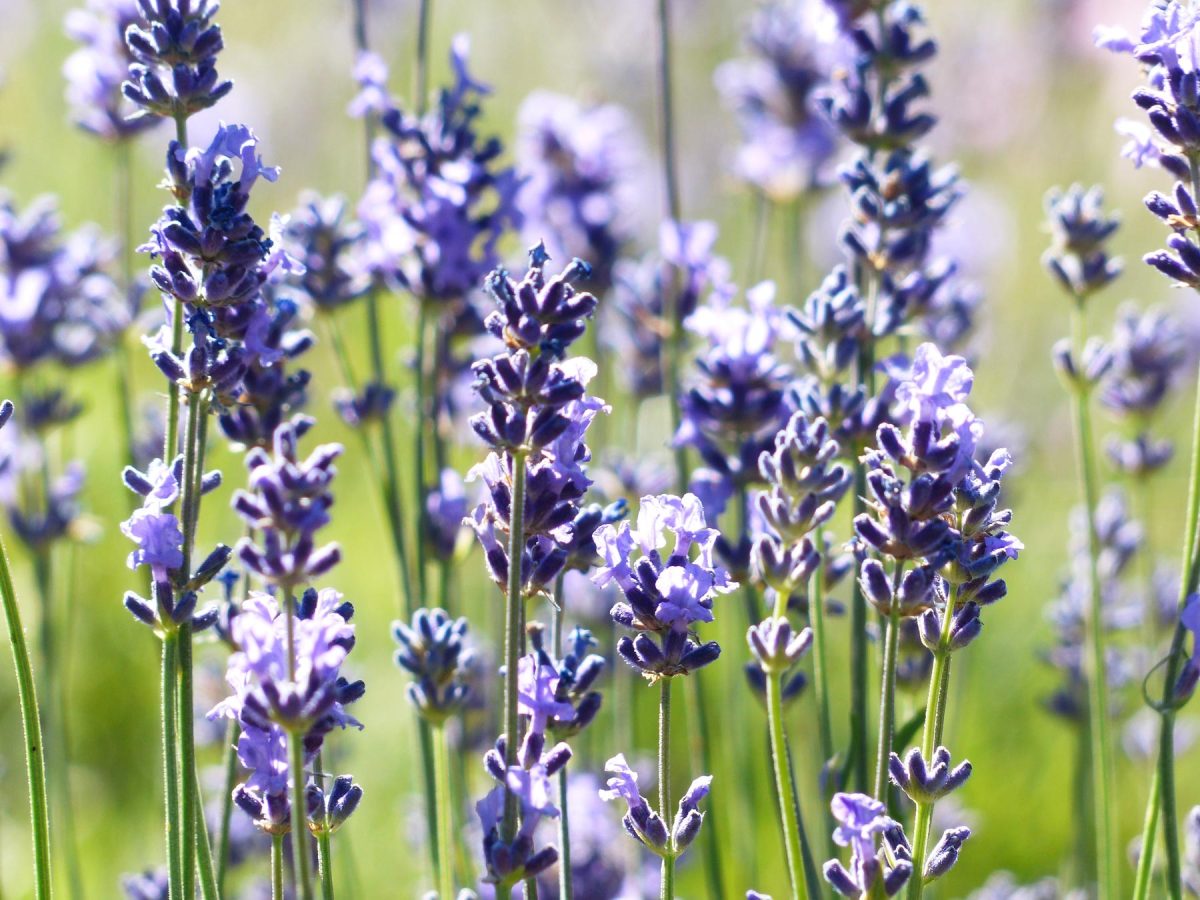 Lavanda Común bol-25 | Vivero Multiplant