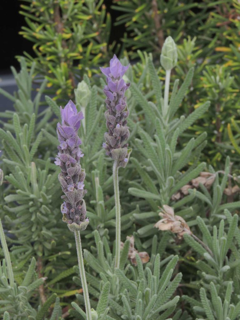 Lavanda Francesa o Dentada bol-25 | Vivero Multiplant