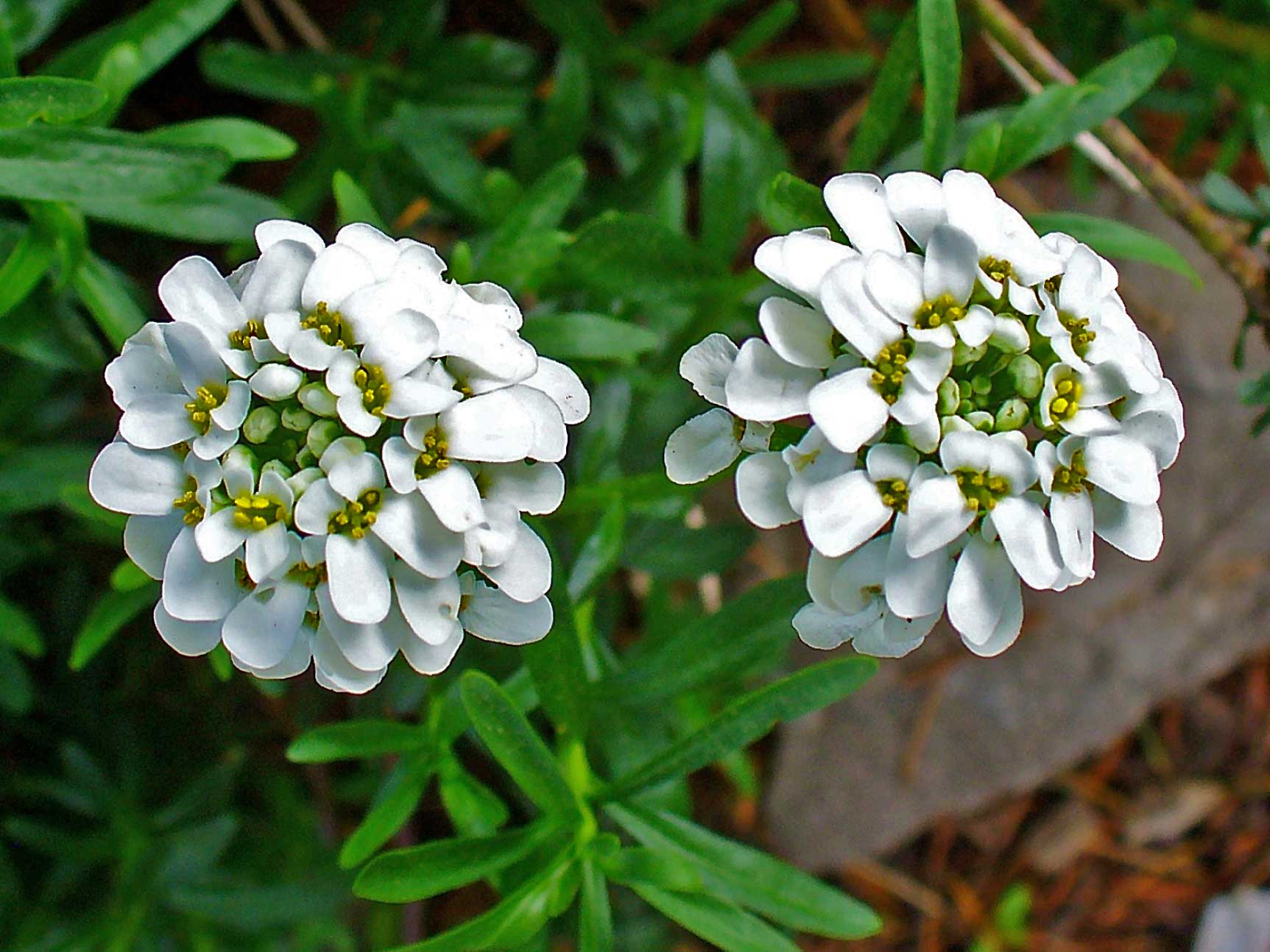 Иберис фото. Иберис sempervirens. Иберис вечнозеленый Сноуфлейк. Иберис вечнозеленый — Iberis sempervirens. Иберис Сноуфлейк.