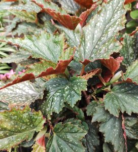 Begonia ala de ángel Viveros Multiplant