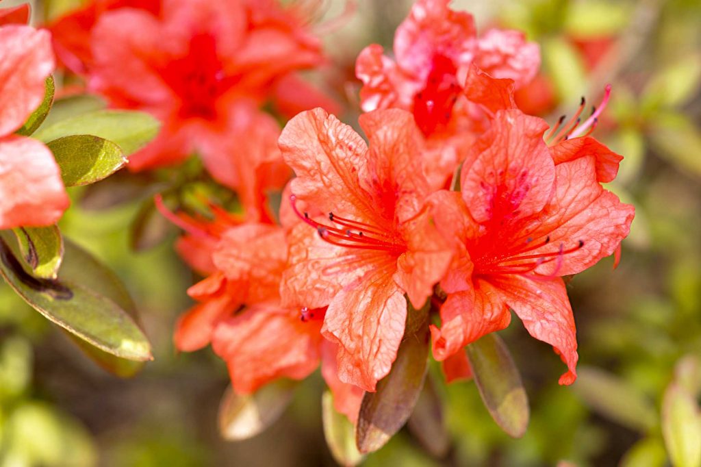 Azalea bol-35 | Vivero Multiplant