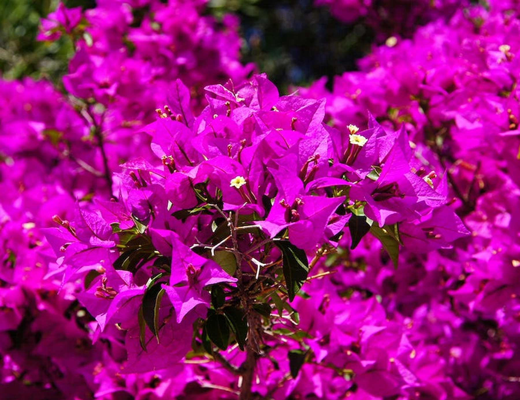 Bougainvilleas | Vivero Multiplant