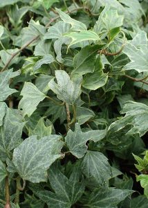 Hedera helix Variegata Viveros Multiplant