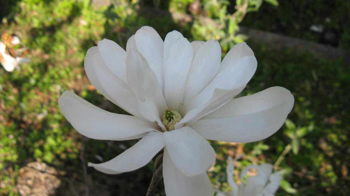 Magnolio Stellata bol-30 | Vivero Multiplant