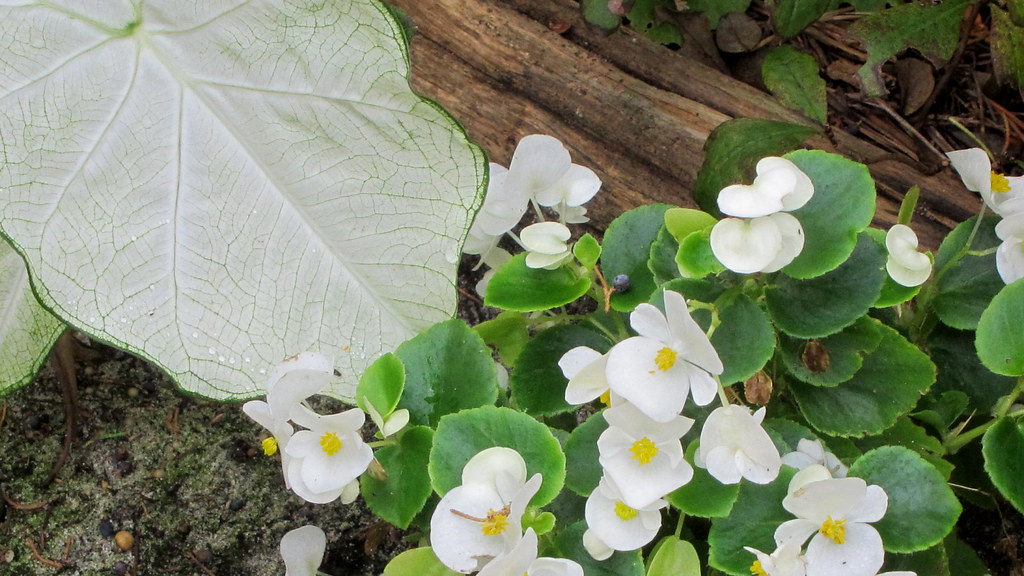 Begonia Baby Dragon Wing mac-19 | Vivero Multiplant