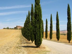 Ciprés Italiano | Pino Columnar - Viveros-Multiplant