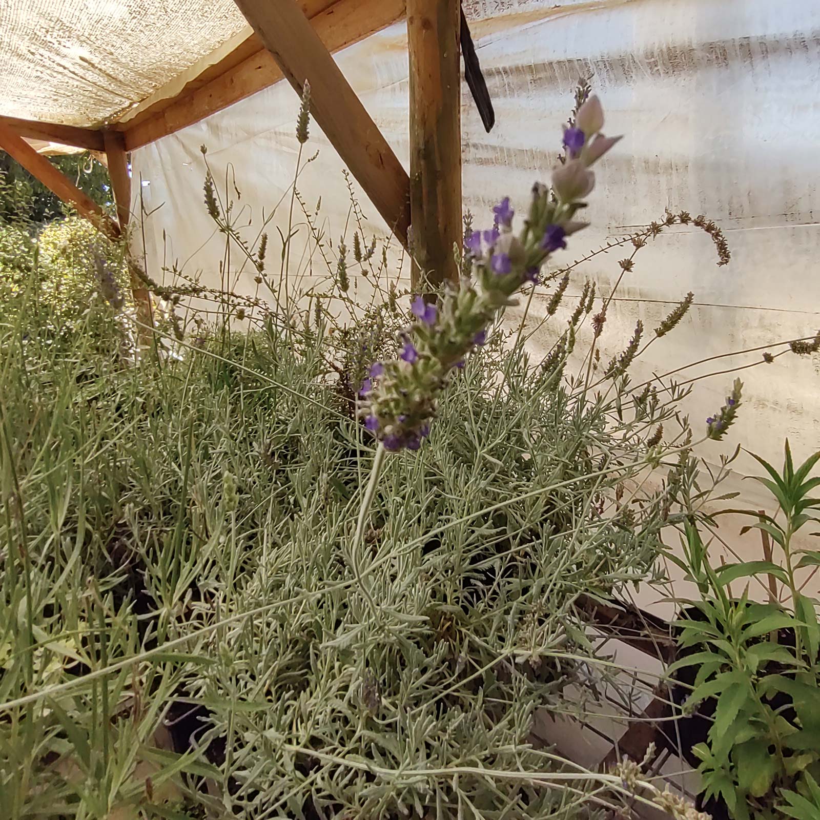 Lavanda Goodwin Creek Viveros Multiplant Vivero Multiplant