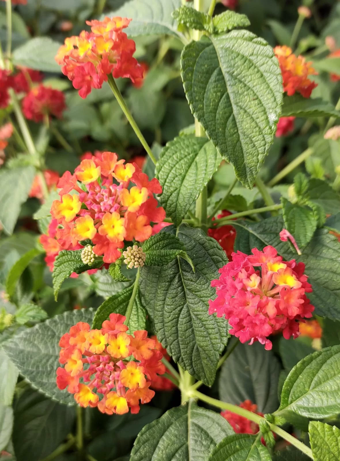 variedades de nandina enana